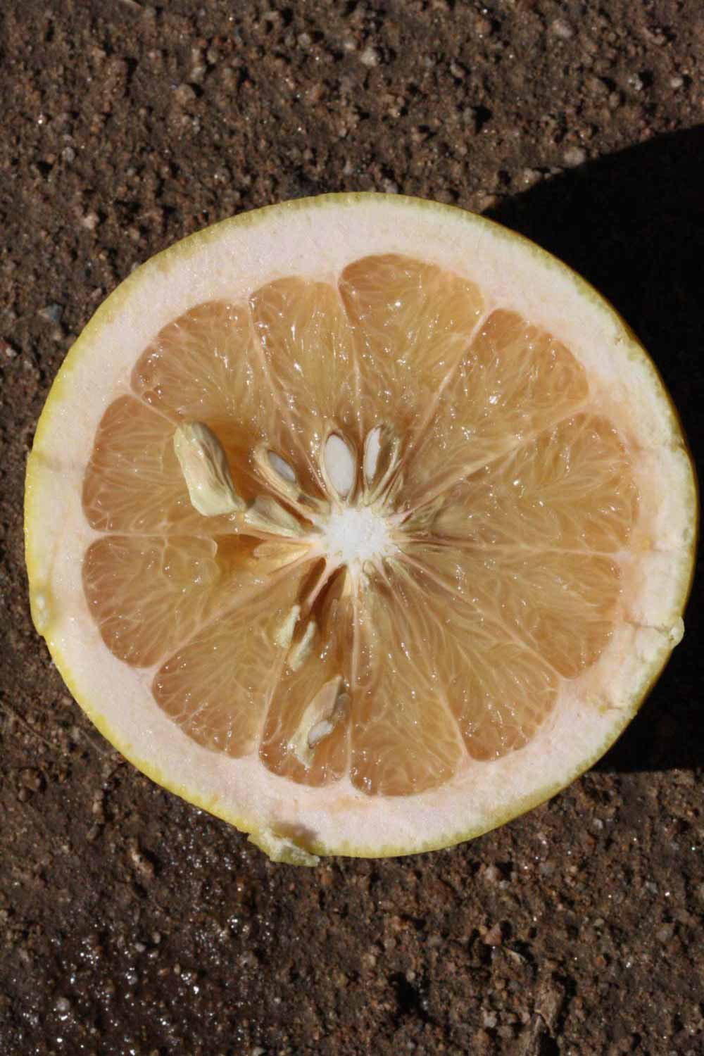              Fruit cross-section (Riverside, CA)       
